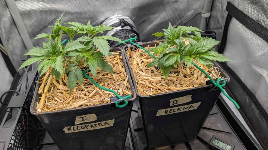 Inferno, Purgatorio & Madman. Week 1