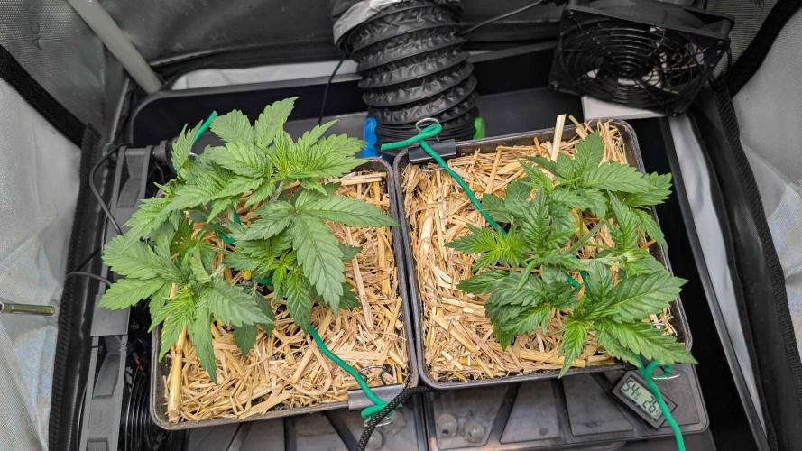 Inferno, Purgatorio & Madman. Week 1