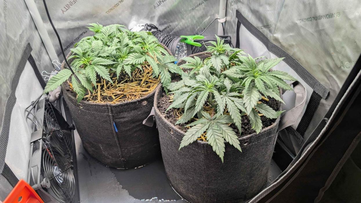 Inferno, Purgatorio & Madman. Week 3