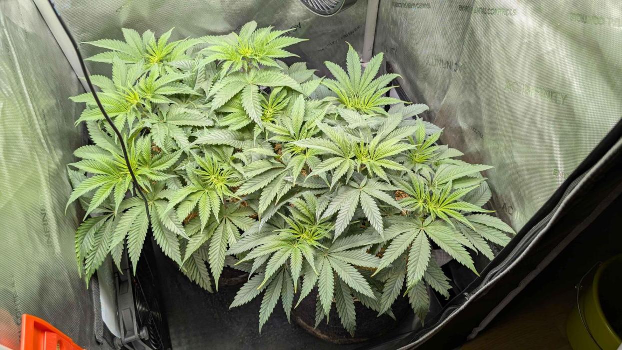 Inferno, Purgatorio & Madman. Week 5