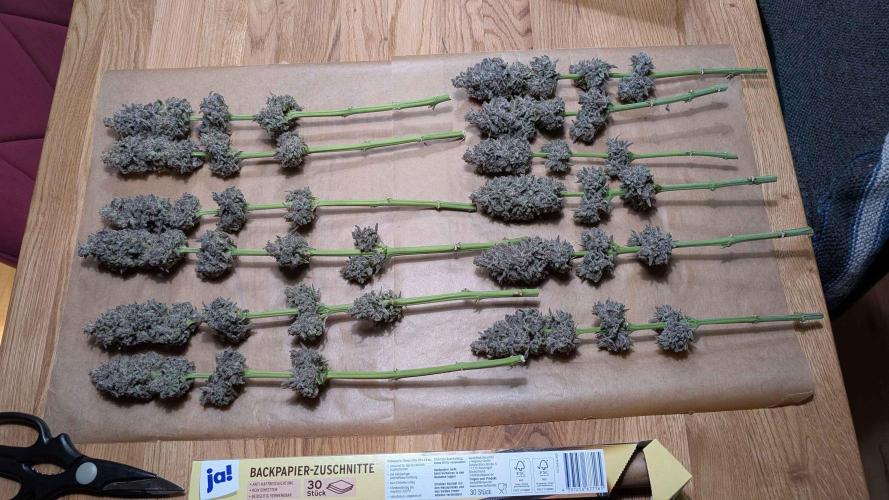 Inferno, Purgatorio & Madman. Week 16