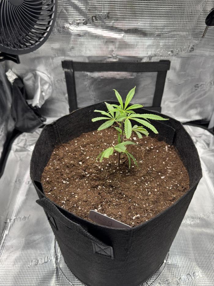 Studio54 / RS54 / Rainbow Sherbert #54 | Deo Farms x Doja. Week 1 - Day1