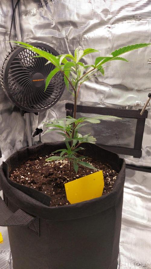 Studio54 / RS54 / Rainbow Sherbert #54 | Deo Farms x Doja. Week 2 - Before topping