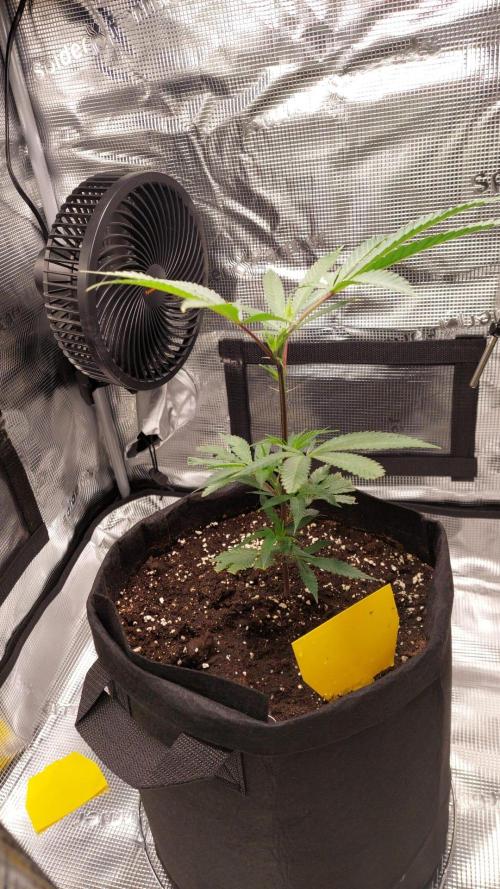 Studio54 / RS54 / Rainbow Sherbert #54 | Deo Farms x Doja. Week 2 - After topping