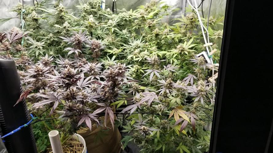 Granny Candy (1&2) - Fruit of the Lum (1&3) - Organic Living Soil