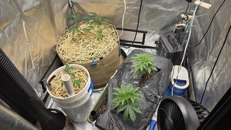 Garlic, Orange, Granny, Lum. Week 1