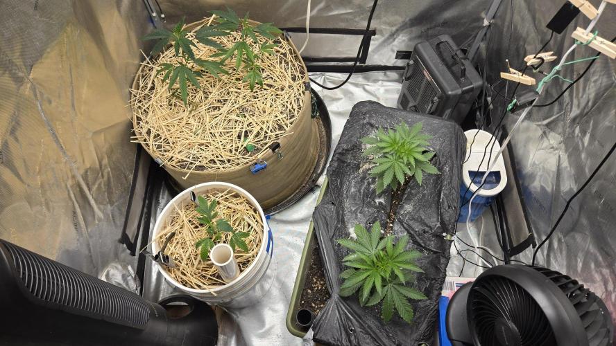 Garlic, Orange, Granny, Lum. Week 1