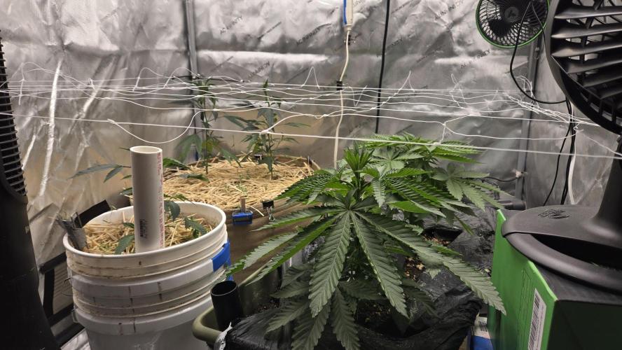 Garlic, Orange, Granny, Lum. Week 2