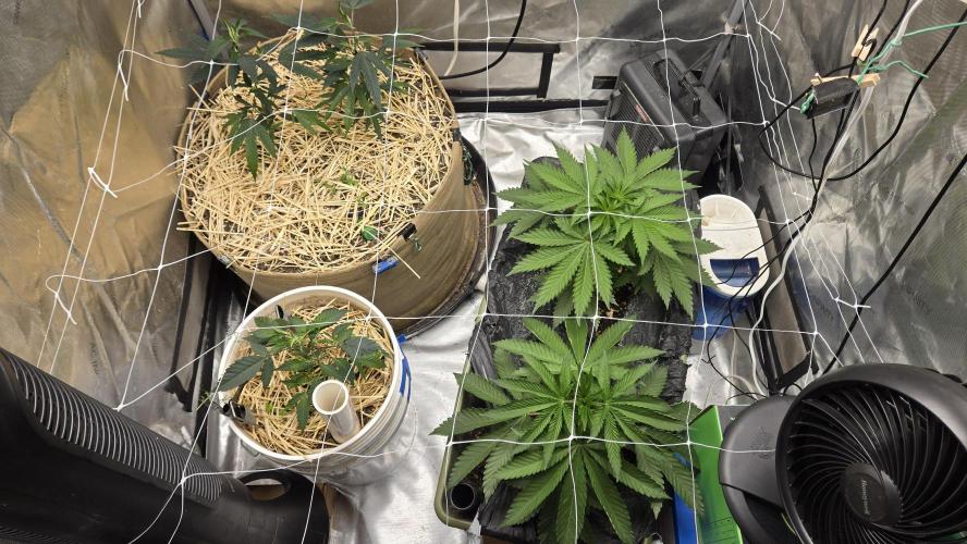 Garlic, Orange, Granny, Lum. Week 2