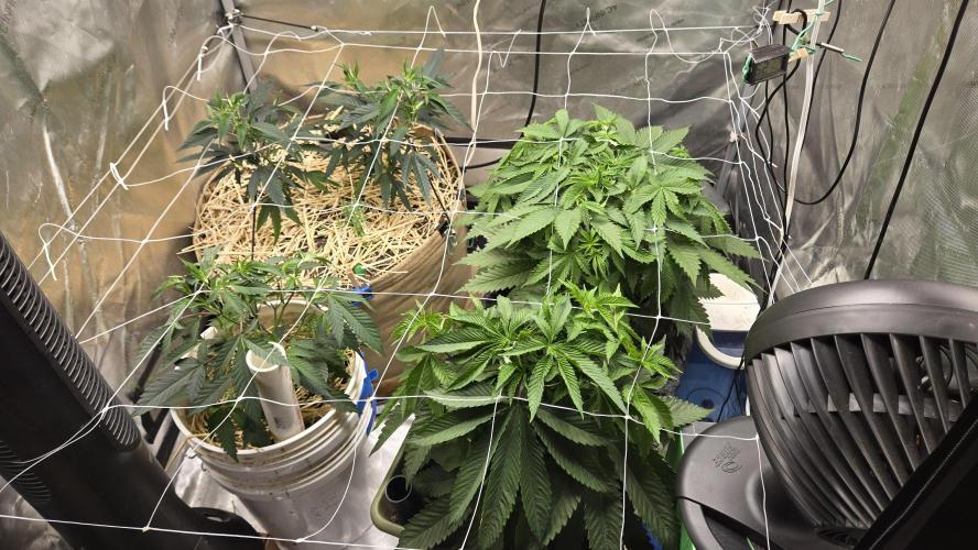 Garlic, Orange, Granny, Lum. Week 3