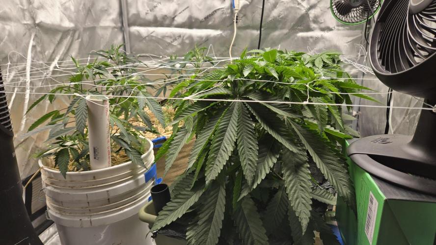 Garlic, Orange, Granny, Lum. Week 3