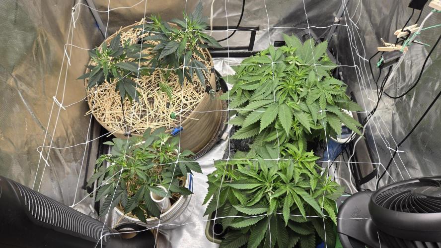 Garlic, Orange, Granny, Lum. Week 3