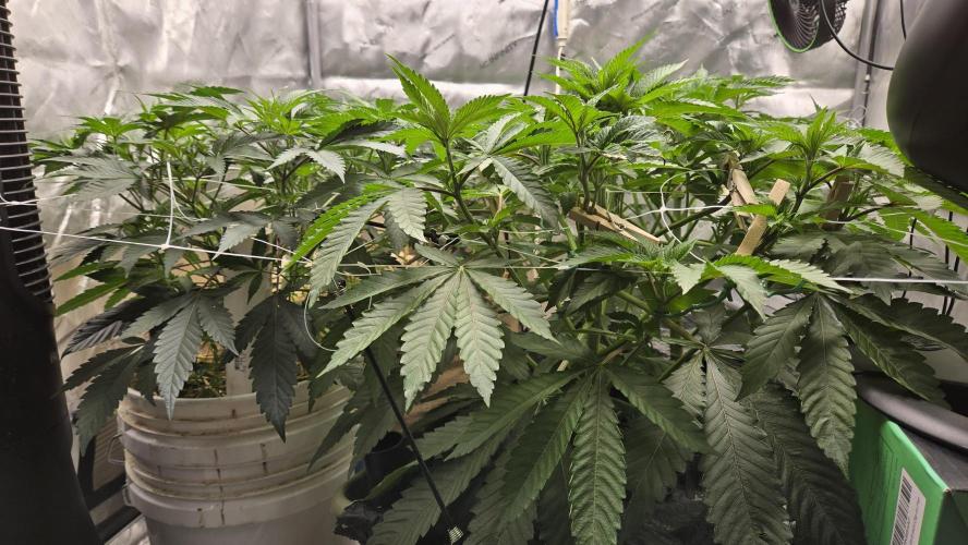 Garlic, Orange, Granny, Lum. Week 4