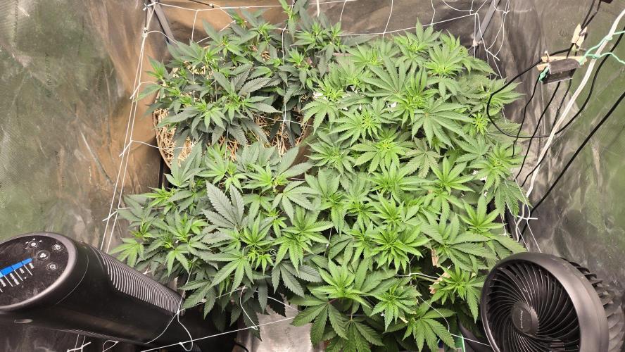 Garlic, Orange, Granny, Lum. Week 4