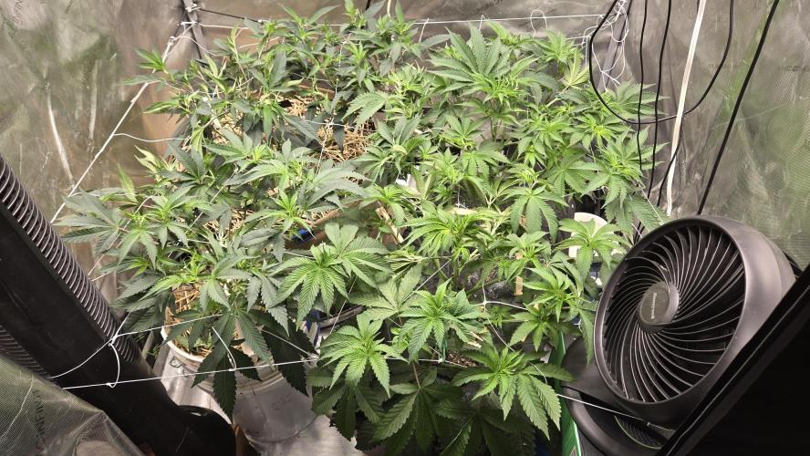 Garlic, Orange, Granny, Lum. Week 4