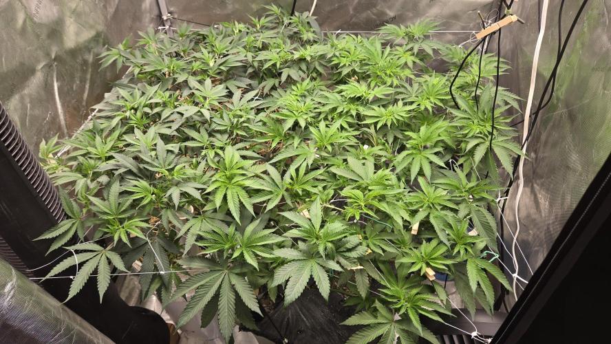 Garlic, Orange, Granny, Lum. Week 5