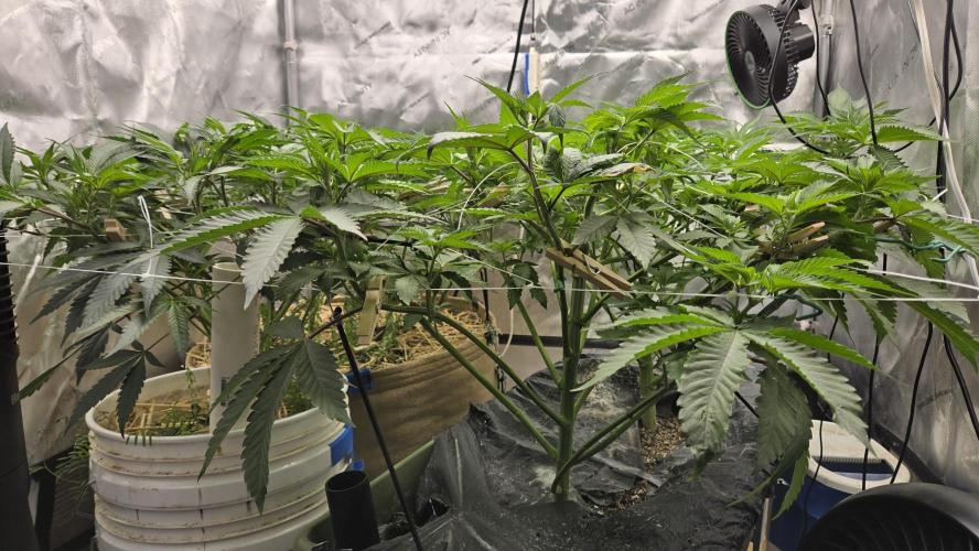 Garlic, Orange, Granny, Lum. Week 5