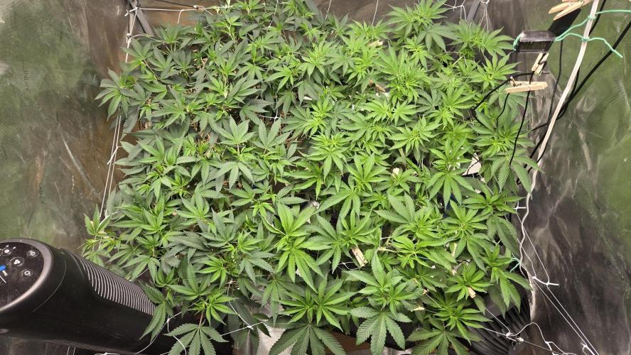 Garlic, Orange, Granny, Lum. Week 5