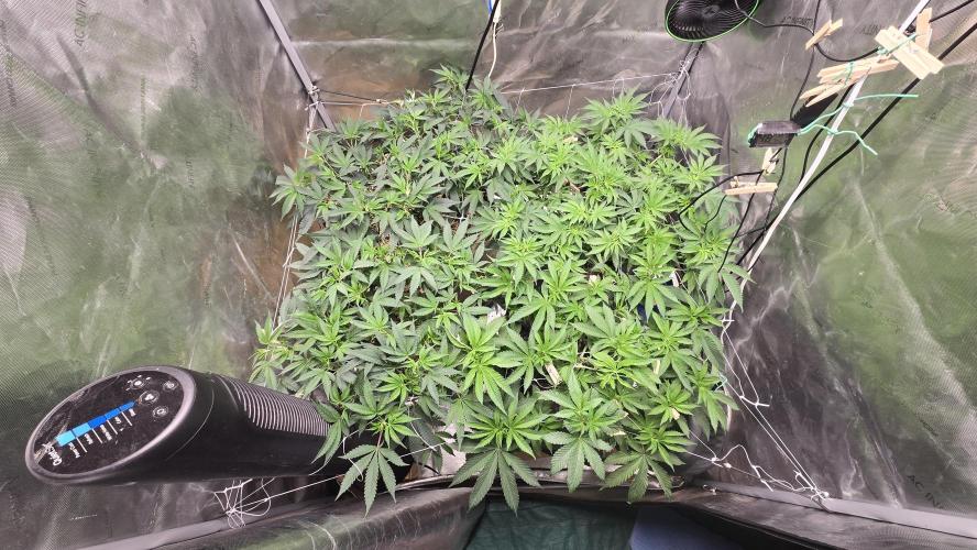 Garlic, Orange, Granny, Lum. Week 5