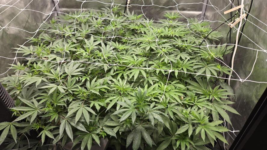 Garlic, Orange, Granny, Lum. Week 6