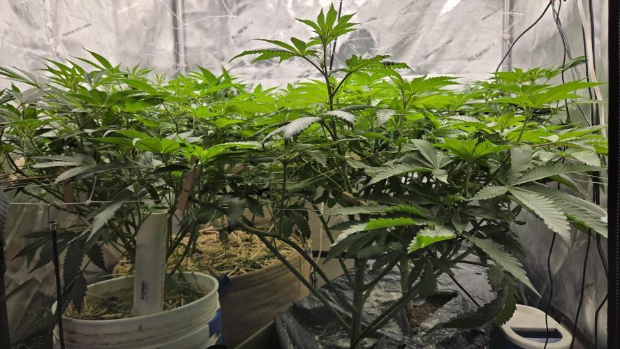 Garlic, Orange, Granny, Lum. Week 6