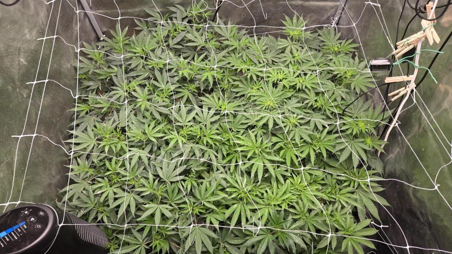 Garlic, Orange, Granny, Lum. Week 6