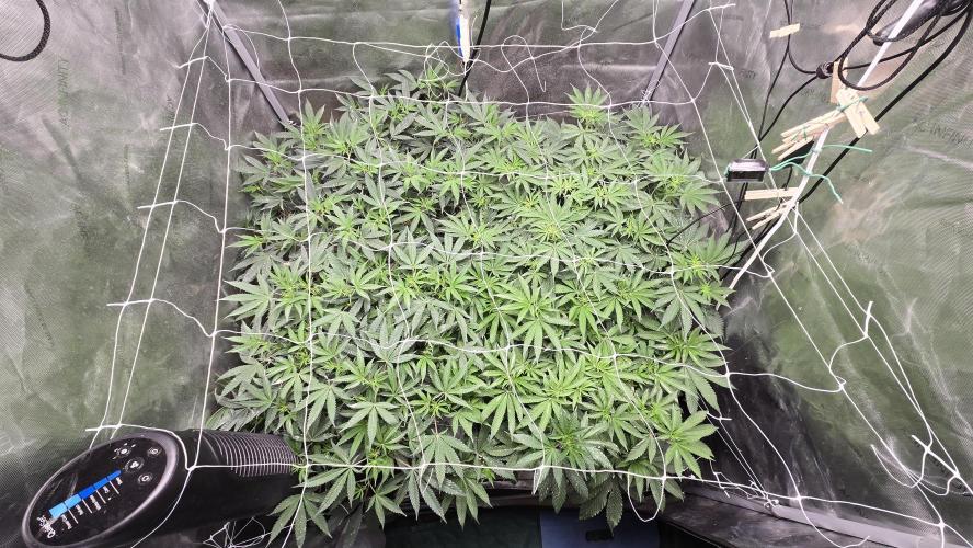 Garlic, Orange, Granny, Lum. Week 6