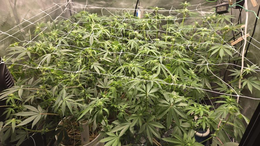 Garlic, Orange, Granny, Lum. Week 7