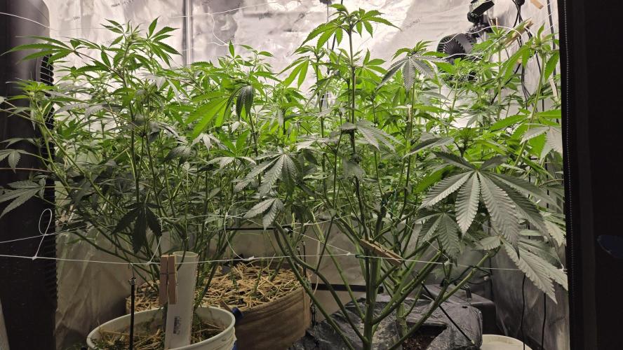 Garlic, Orange, Granny, Lum. Week 7