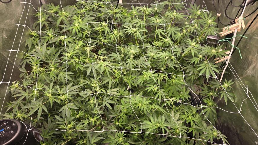 Garlic, Orange, Granny, Lum. Week 7