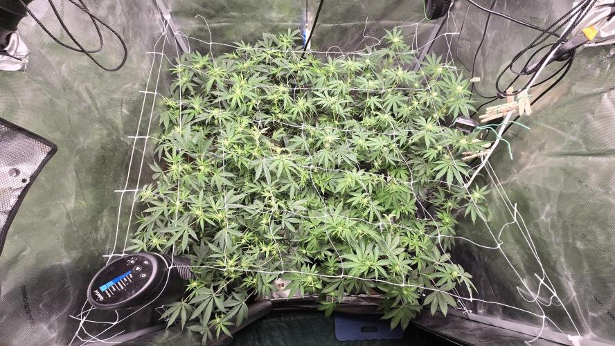 Garlic, Orange, Granny, Lum. Week 7