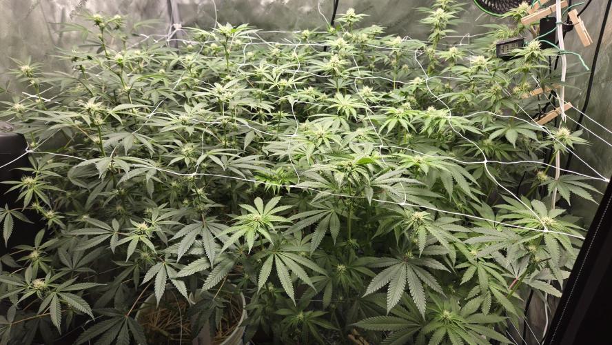 Garlic, Orange, Granny, Lum. Week 8