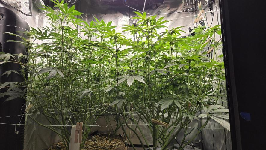 Garlic, Orange, Granny, Lum. Week 8