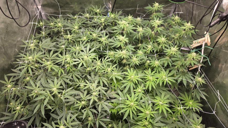 Garlic, Orange, Granny, Lum. Week 8