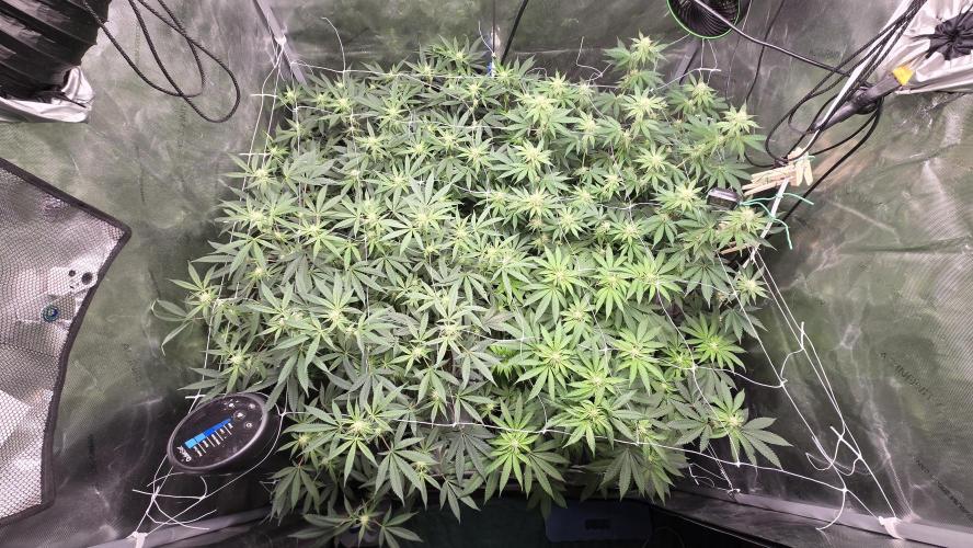 Garlic, Orange, Granny, Lum. Week 8