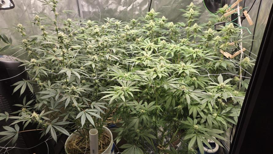 Garlic, Orange, Granny, Lum. Week 9