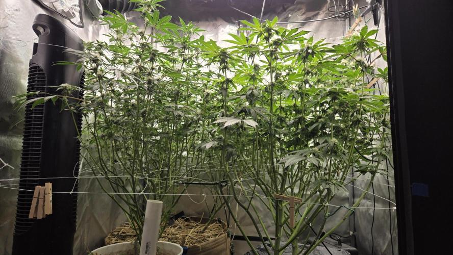 Garlic, Orange, Granny, Lum. Week 9