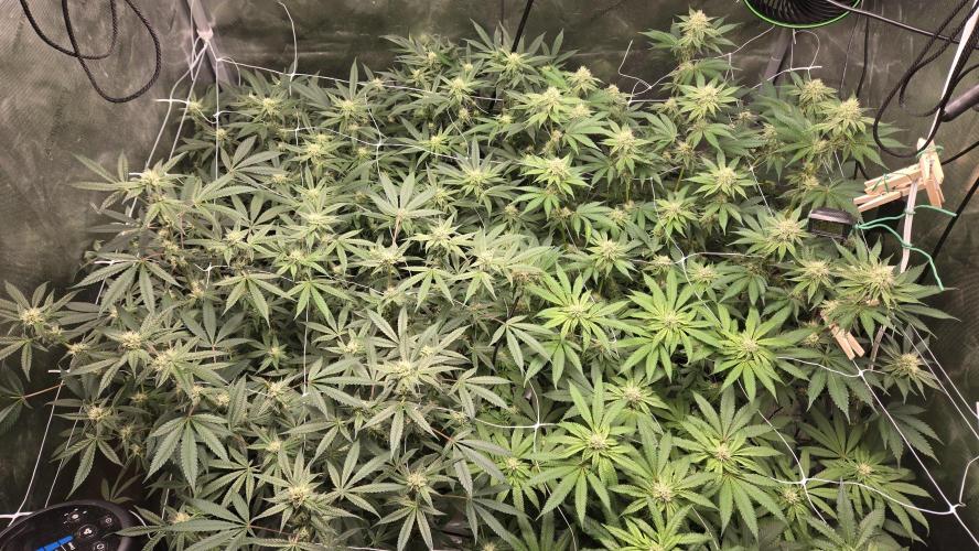 Garlic, Orange, Granny, Lum. Week 9