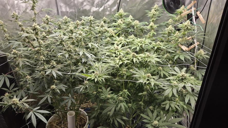 Garlic, Orange, Granny, Lum. Week 10