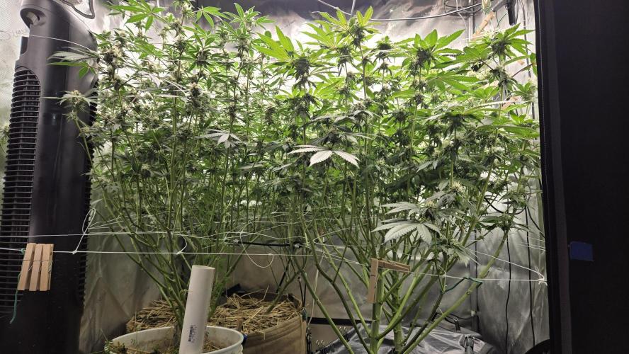 Garlic, Orange, Granny, Lum. Week 10