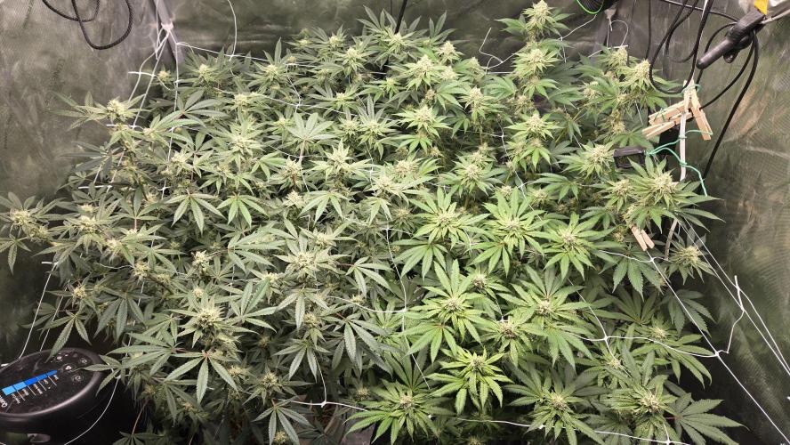 Garlic, Orange, Granny, Lum. Week 10