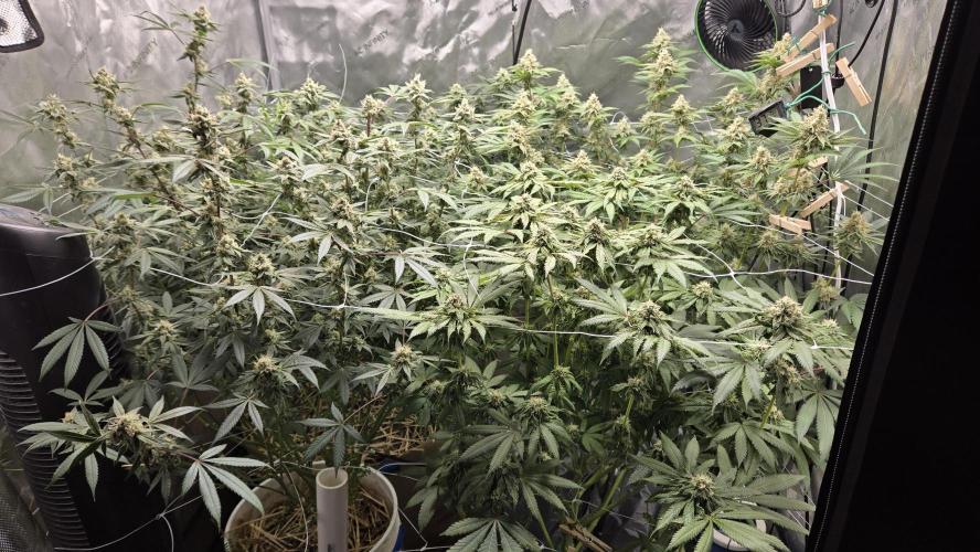 Garlic, Orange, Granny, Lum. Week 11