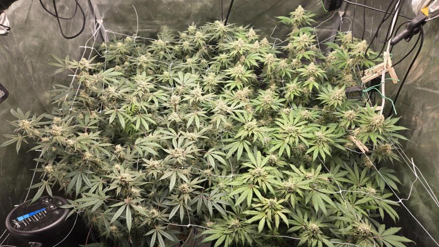 Garlic, Orange, Granny, Lum. Week 11