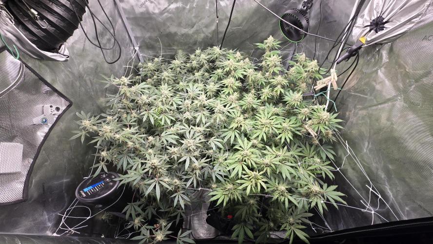 Garlic, Orange, Granny, Lum. Week 11