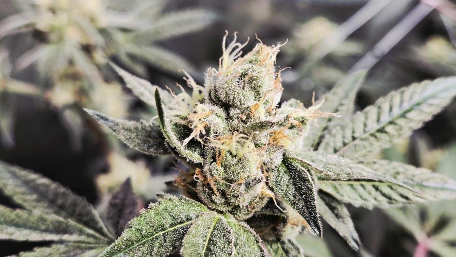 Garlic, Orange, Granny, Lum. Week 11