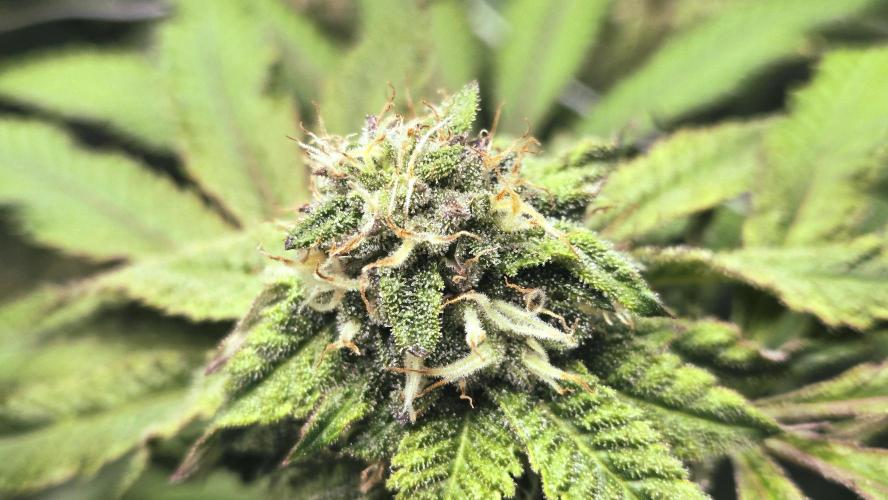 Garlic, Orange, Granny, Lum. Week 11