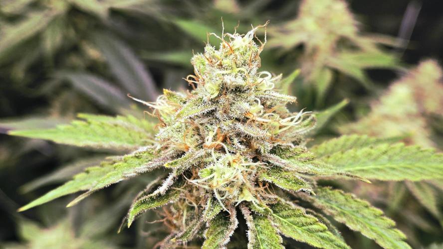 Garlic, Orange, Granny, Lum. Week 11