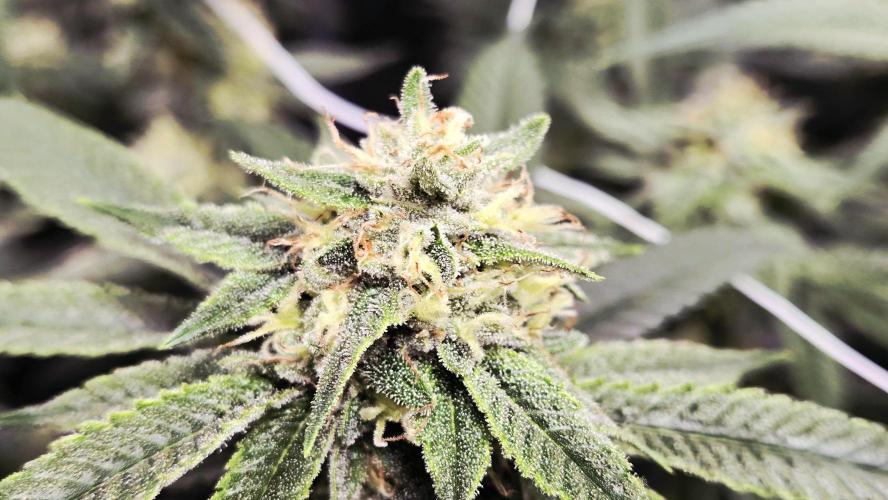 Garlic, Orange, Granny, Lum. Week 11