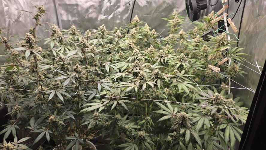 Garlic, Orange, Granny, Lum. Week 12