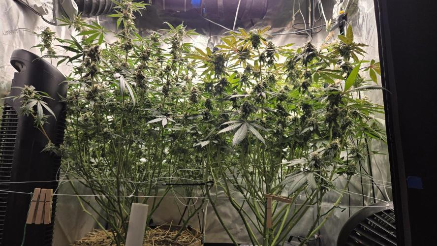 Garlic, Orange, Granny, Lum. Week 12